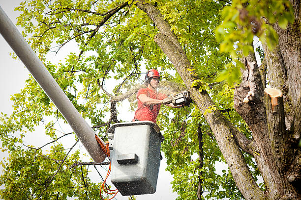 Best Tree Risk Assessment  in Salisbury, NY